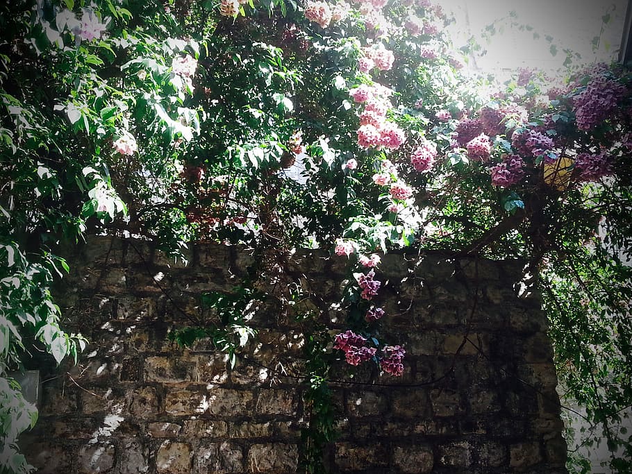 montenegro, budva, flowers, wall, light, plant, flowering plant, HD wallpaper