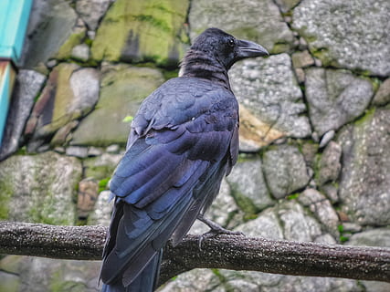 bird, crow, black, closeup, still, カラス, 鳥, japan, nagoya HD wallpaper