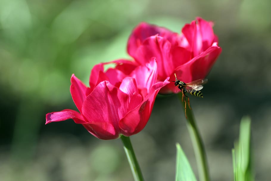 wasp, flight, flying, insect, close up, garden, summer, flying insects HD wallpaper