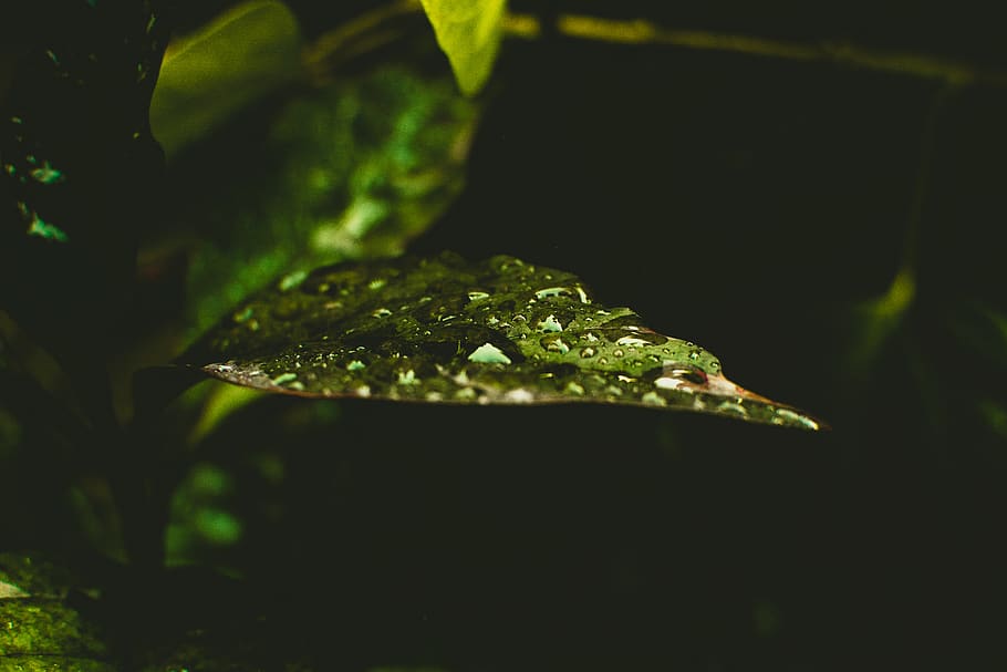 Water on Top of Green Leaf, close-up, dark, environment, flora HD wallpaper