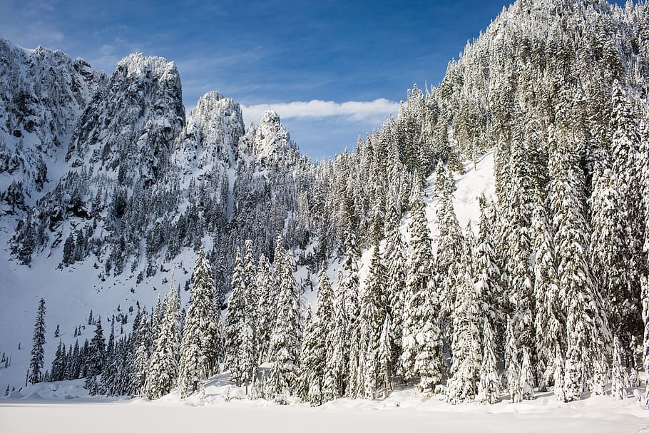 snow, winter, white, cold, weather, ice, trees, plants, nature HD wallpaper