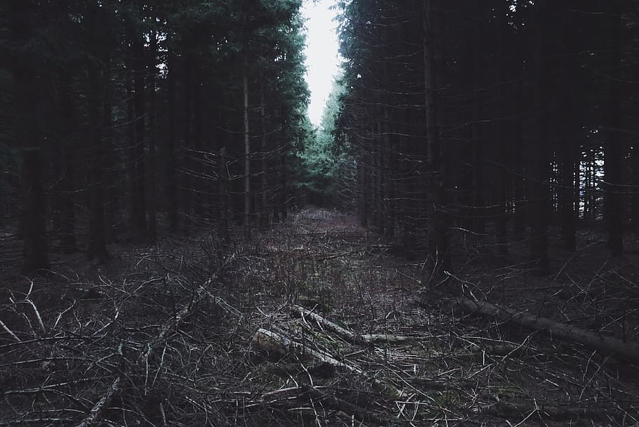 frankrijk, saint-front, field, vsco, picute, photography, phone HD wallpaper
