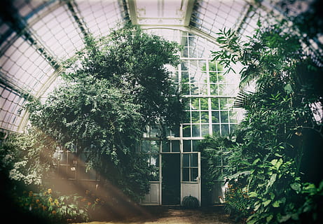Green Leaf Tree, architectural design, architecture, building HD wallpaper