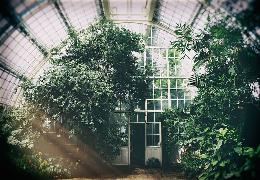 green-leafed plants during daytime, building exterior, built structure HD wallpaper