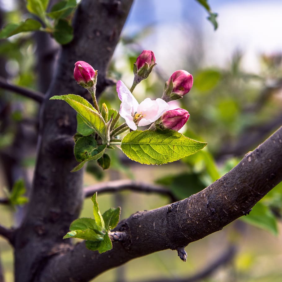 tree, pink, spring, flower, branch, colors, nature, plant, growth HD wallpaper
