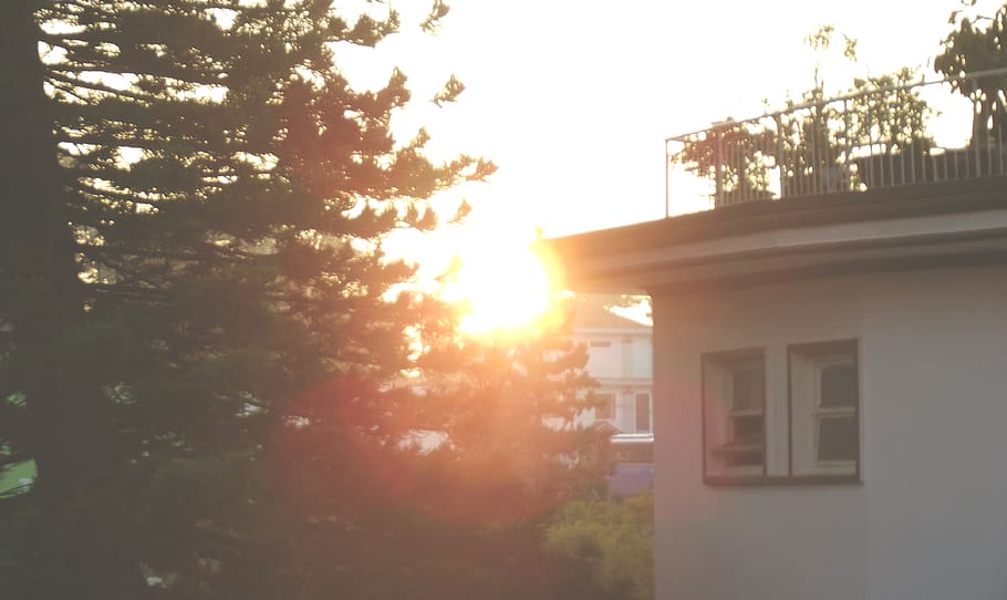 tree, sun, morning, built structure, building exterior, architecture HD wallpaper