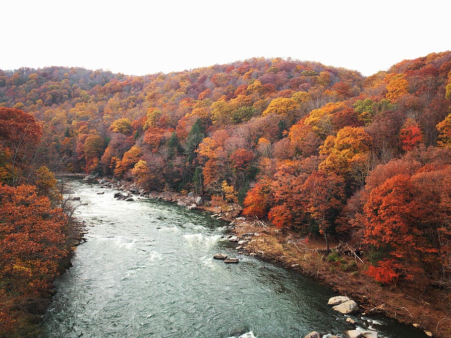 river in between orange-leafed trees during daytime, autumn, change HD wallpaper