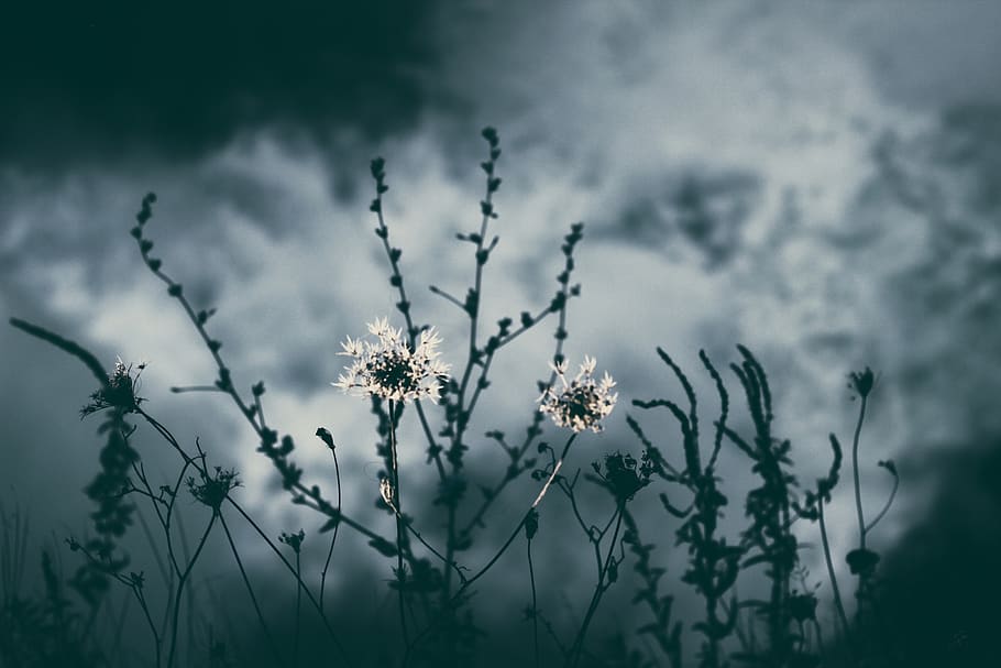 nature, plants, dark, sky, flowers, flowering plant, freshness HD wallpaper