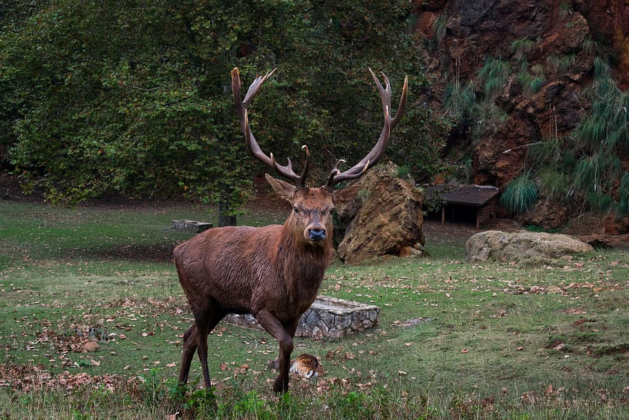 Animals deer forest antlers 1080P, 2K, 4K, 5K HD wallpapers free download.