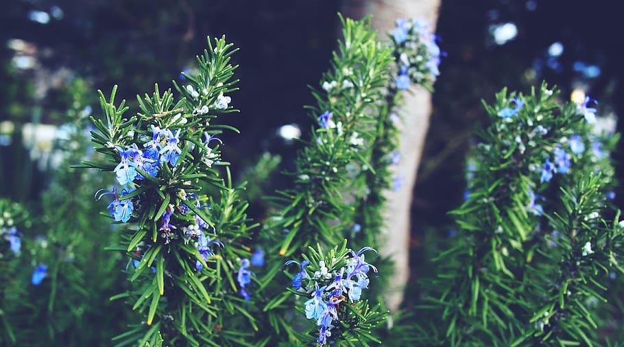 pine leaves, flowers, green, plant, growth, flowering plant HD wallpaper