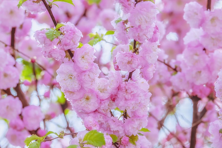japanese cherry, tree, spring, branch, cherry blossom, bloom HD wallpaper