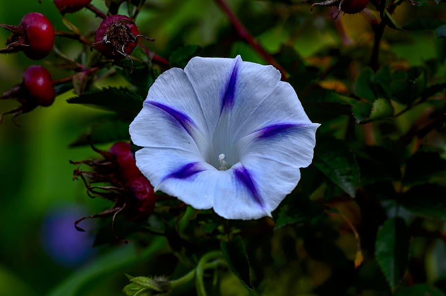 funnel thread, blossom, bloom, bright, superb thread, wind greenhouse HD wallpaper