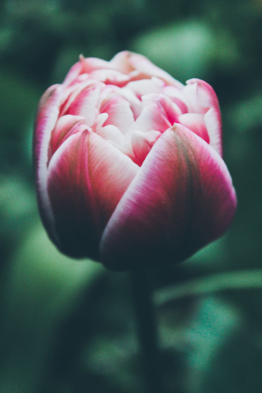 freshness, flower, beauty in nature, flowering plant, close-up HD wallpaper