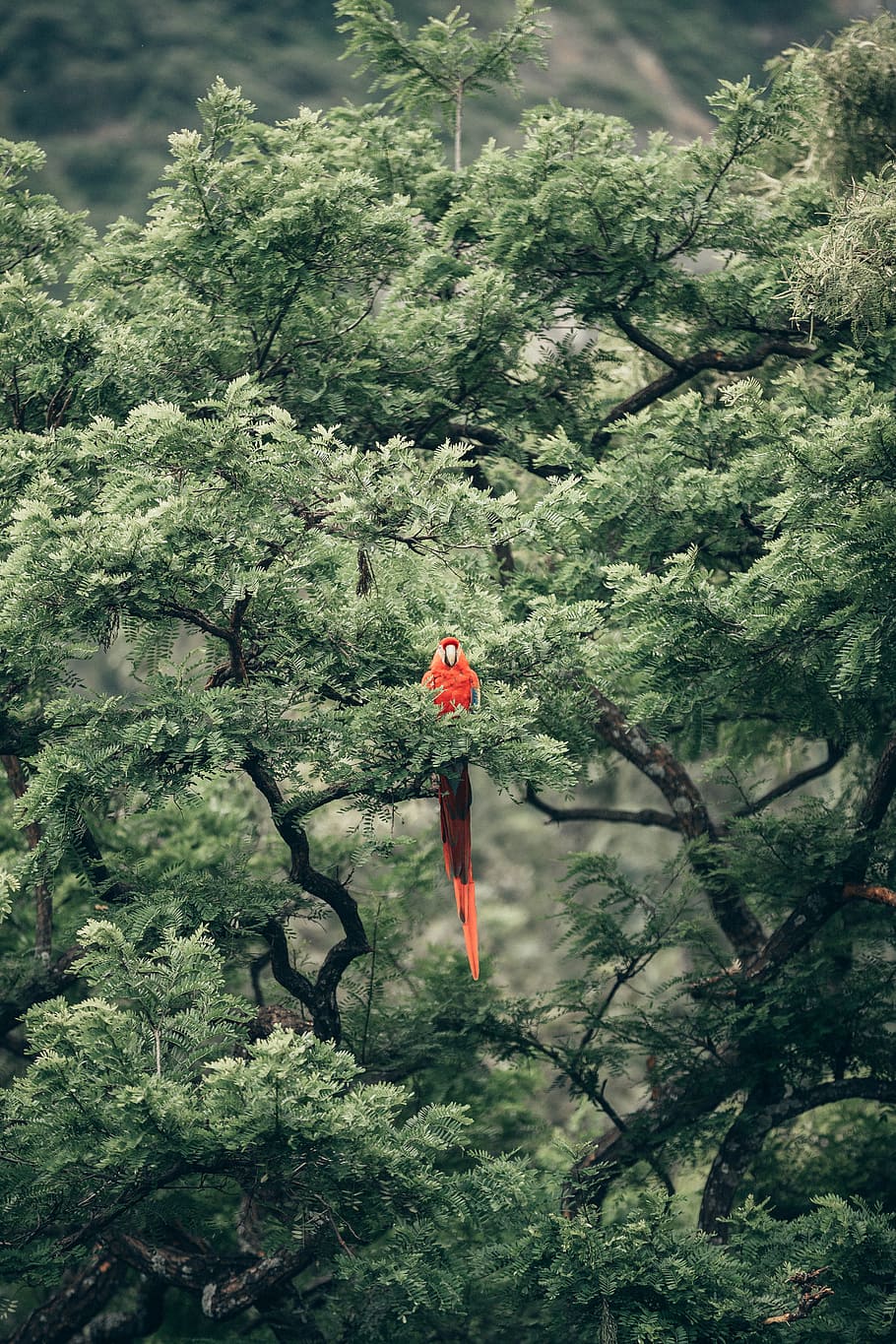 short-beak red bird on tree, parrot, green, bokeh, blur, animal