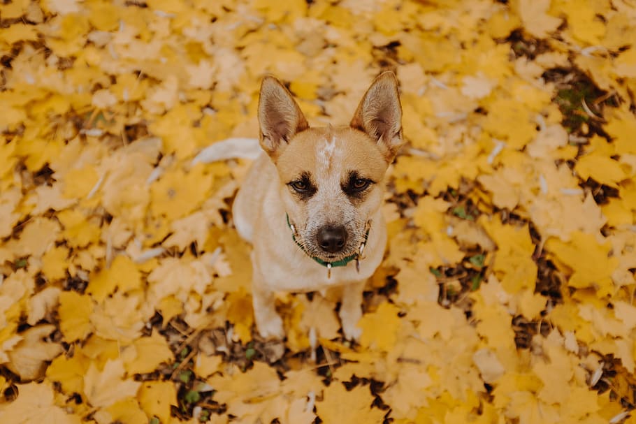 short-coated brown dog, one animal, canine, animal themes, domestic HD wallpaper