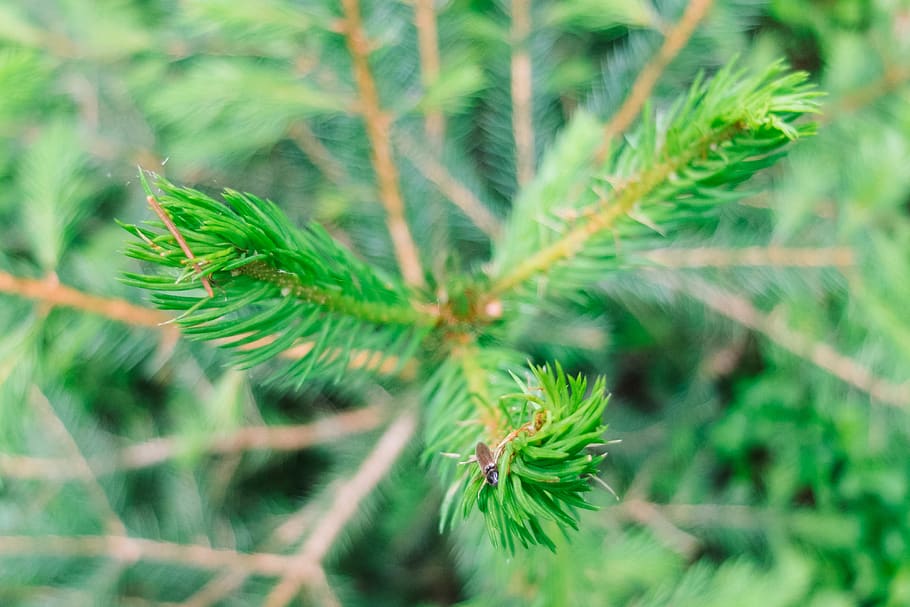 germany, stützerbach, waldschule, tree, green, bokeh, macro HD wallpaper