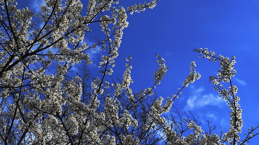 flowers, tree, wildwachsend, nature, spring, branches, bloom HD wallpaper