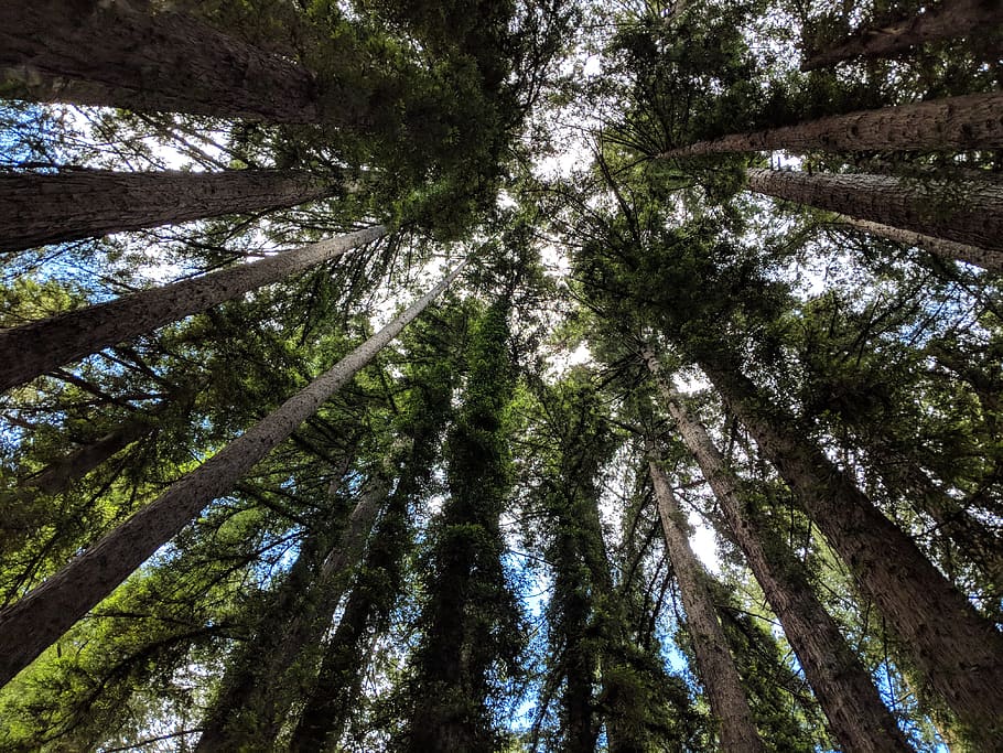 trees, sky, branches, plant, trunk, tree trunk, growth, low angle view HD wallpaper