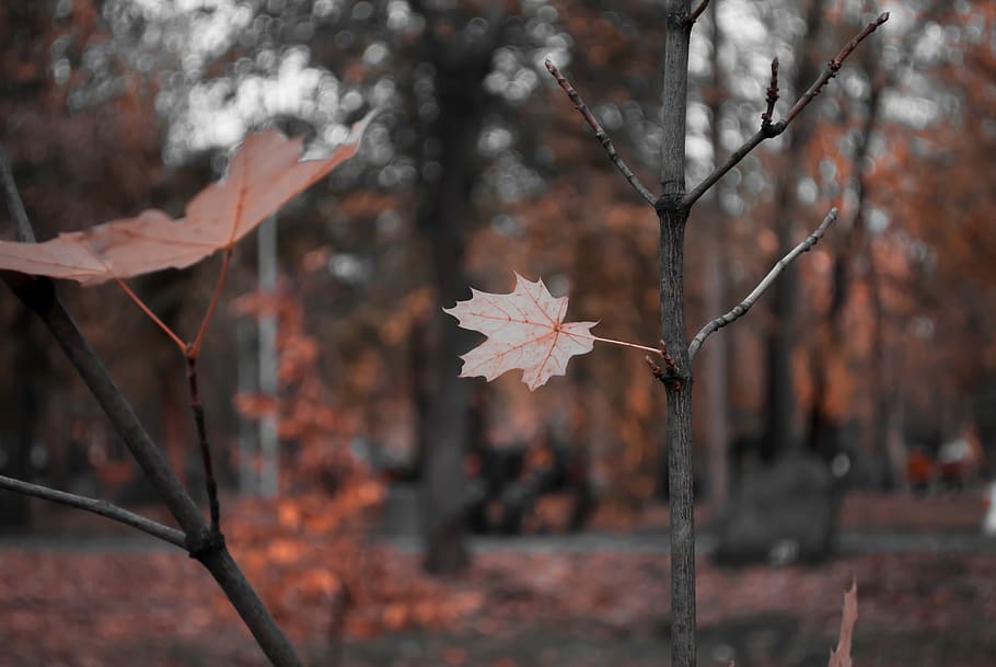 bokeh, leaves, sheet, foliage, nature, sprig, in the fall of HD wallpaper