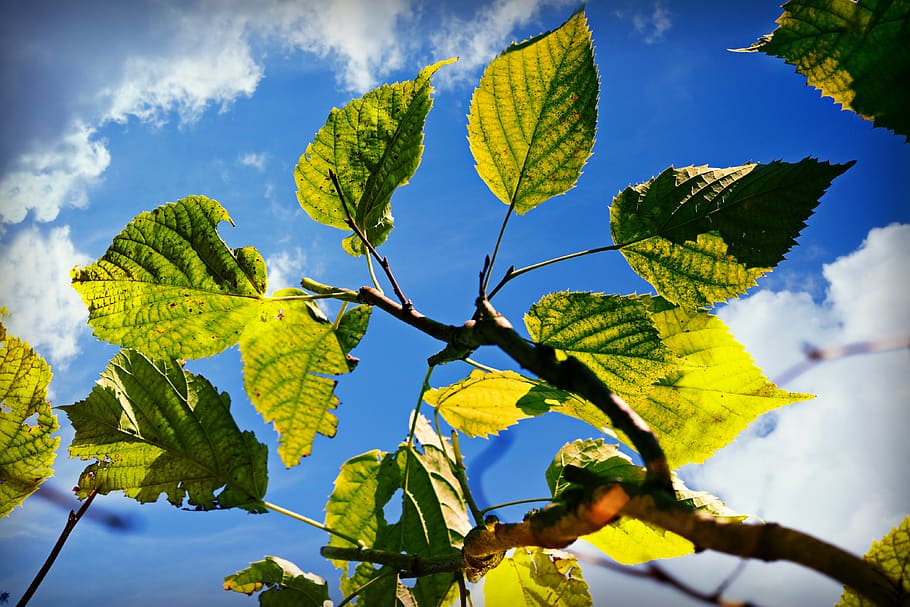 leaf, foliage, branch, tree, green, blue sky, plant part, nature HD wallpaper