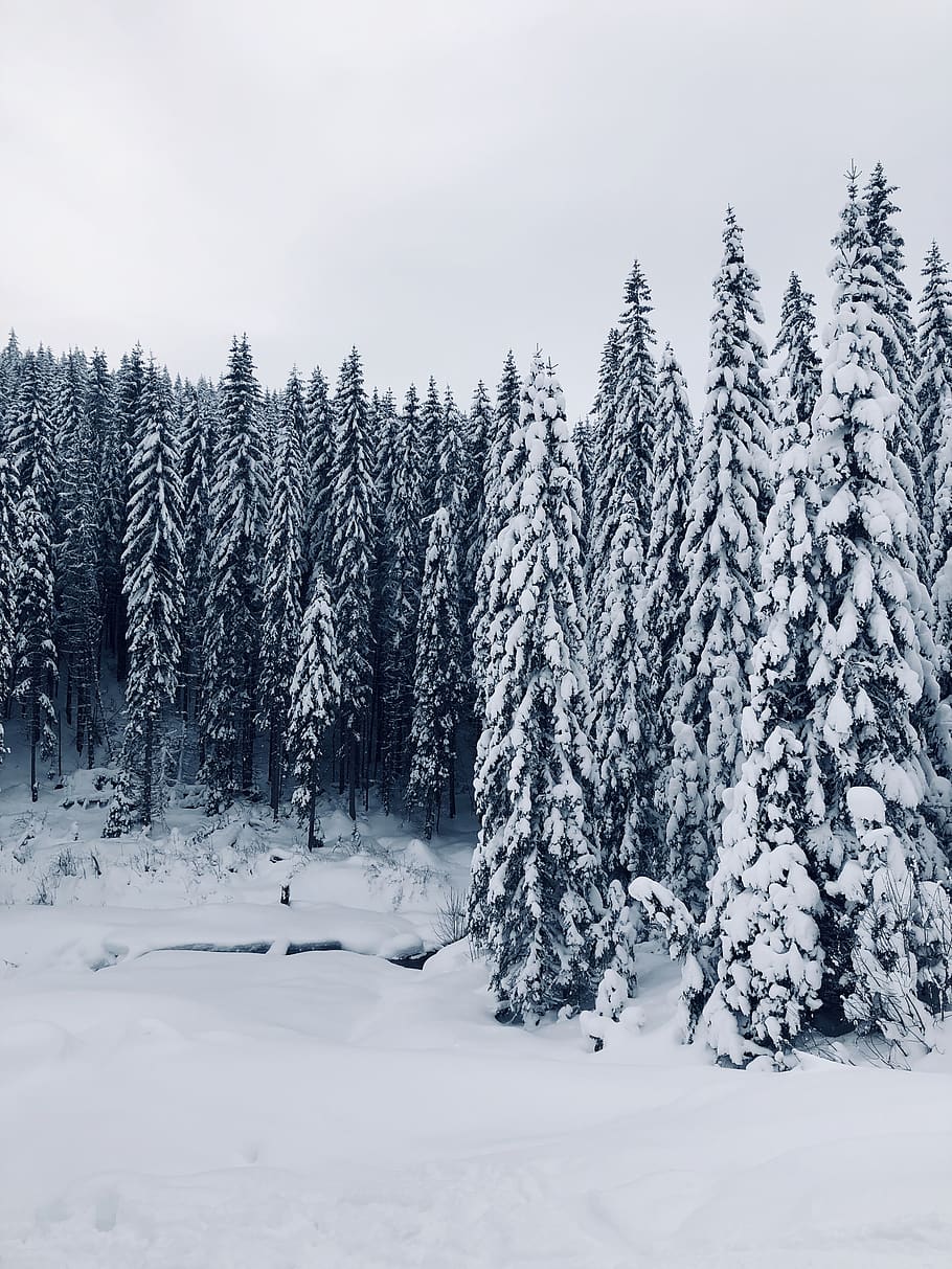 trees covered with snow, plant, fir, abies, romania, pine, conifer HD wallpaper