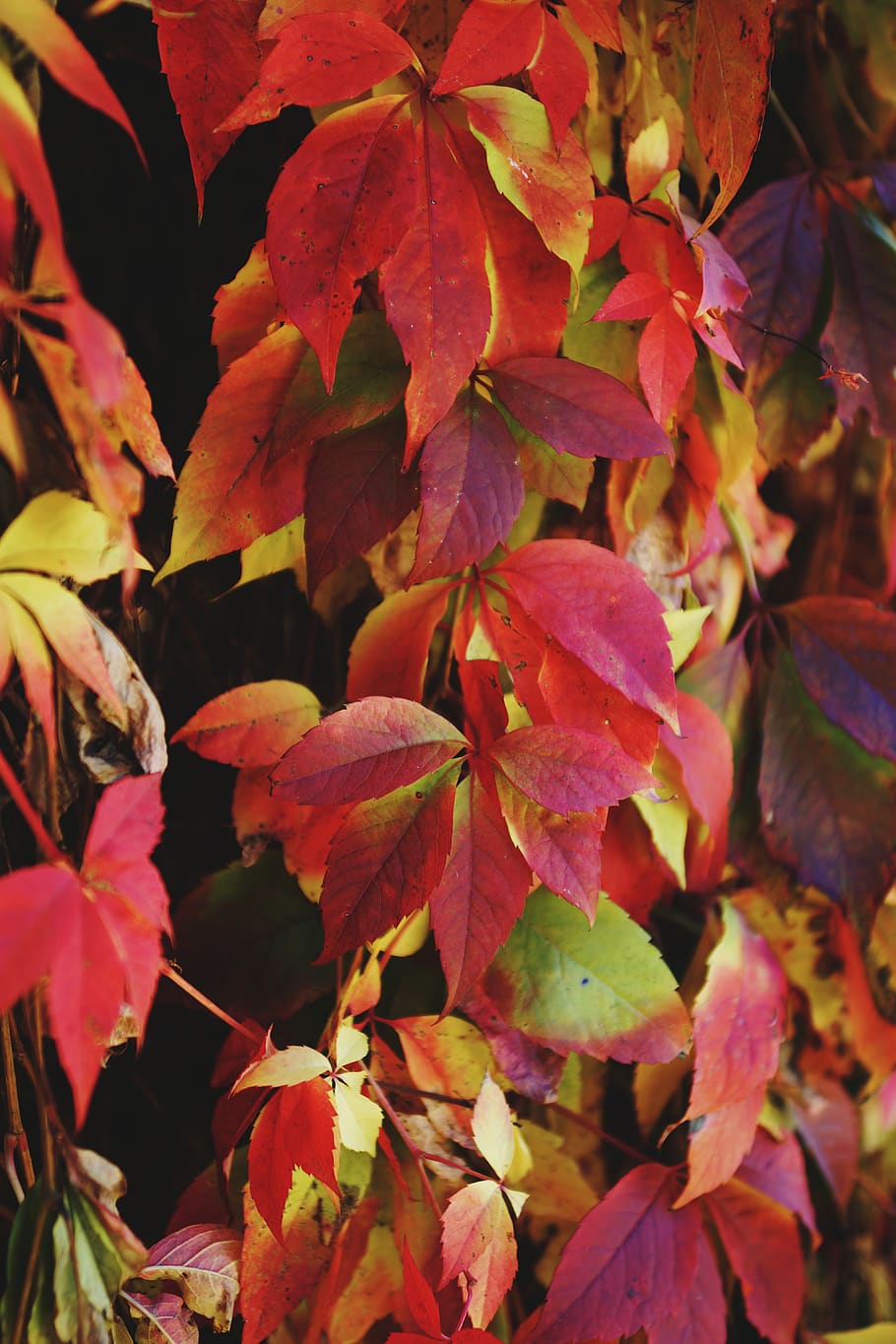 ukraine, lviv, plant part, leaf, autumn, growth, beauty in nature HD wallpaper