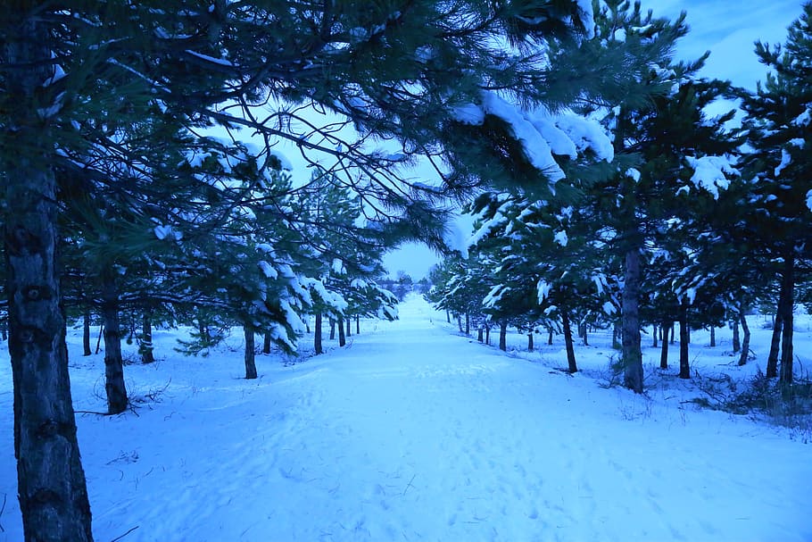 snow, winter, cold, forest, land, nature, mountain, tree, glass HD wallpaper