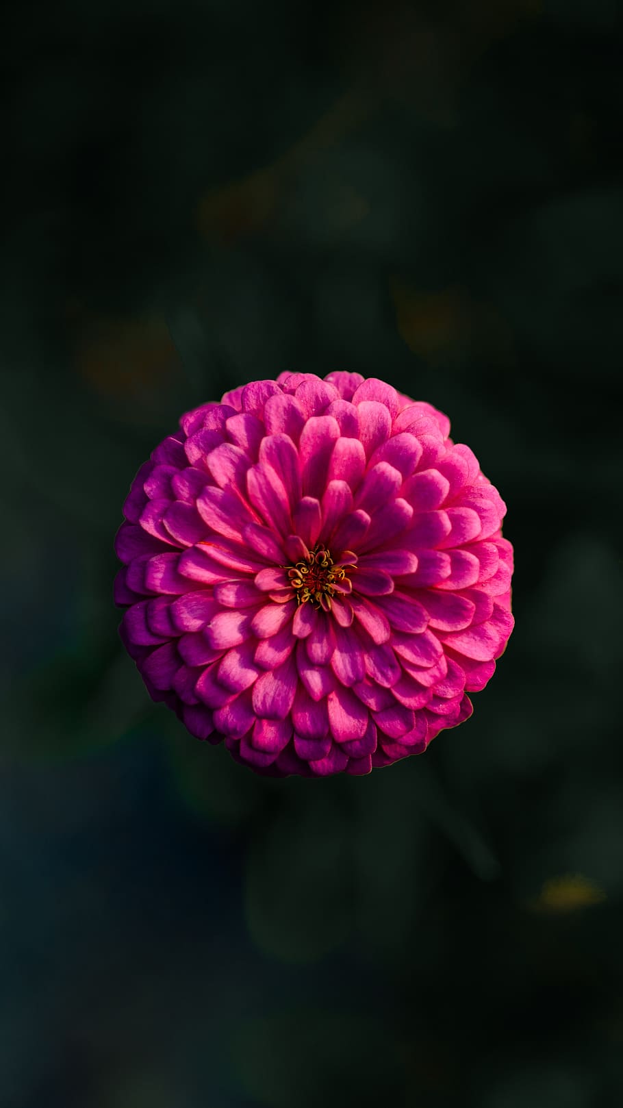 flowers, pink, nature, spring, summer, petal, macro, plants HD wallpaper