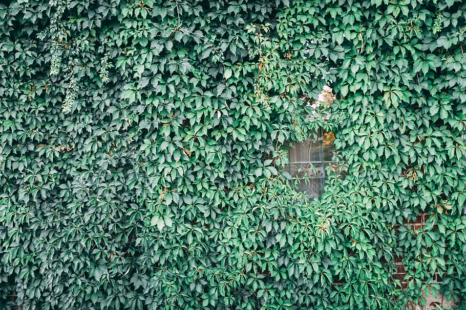 ivy, window, texture, plant, green, wall, brick, leaves, green color HD wallpaper
