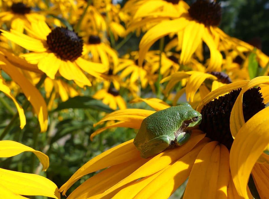 smell, daisy, field, yellow, flowers, frog, green, one animal HD wallpaper