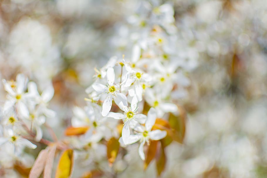 spring, sunny, flowers, nature, bright, flowering plant, freshness HD wallpaper