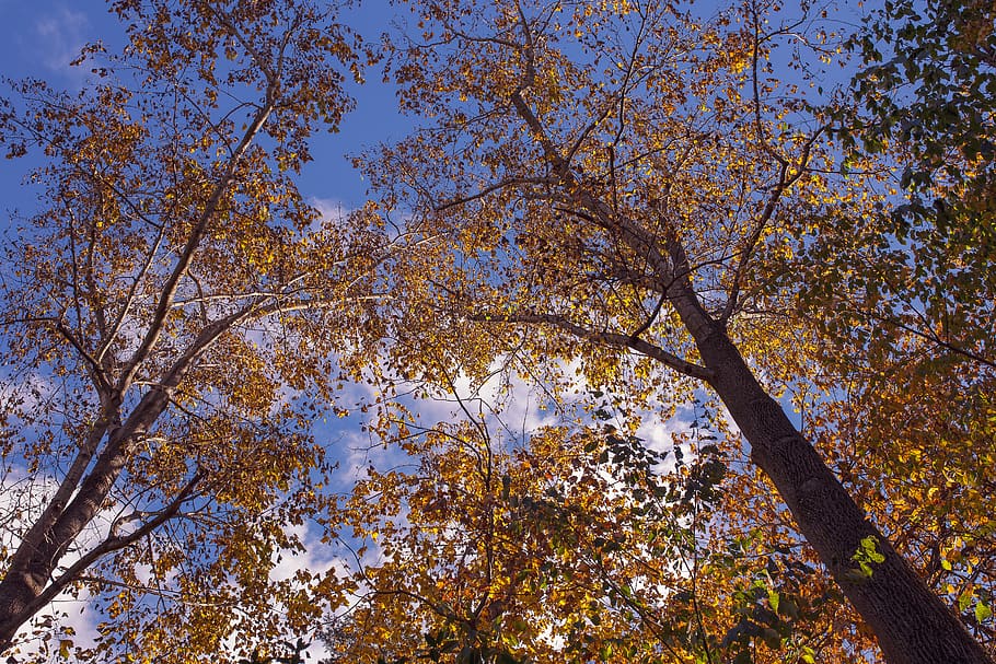 tree, autumn, plant, low angle view, beauty in nature, sky HD wallpaper