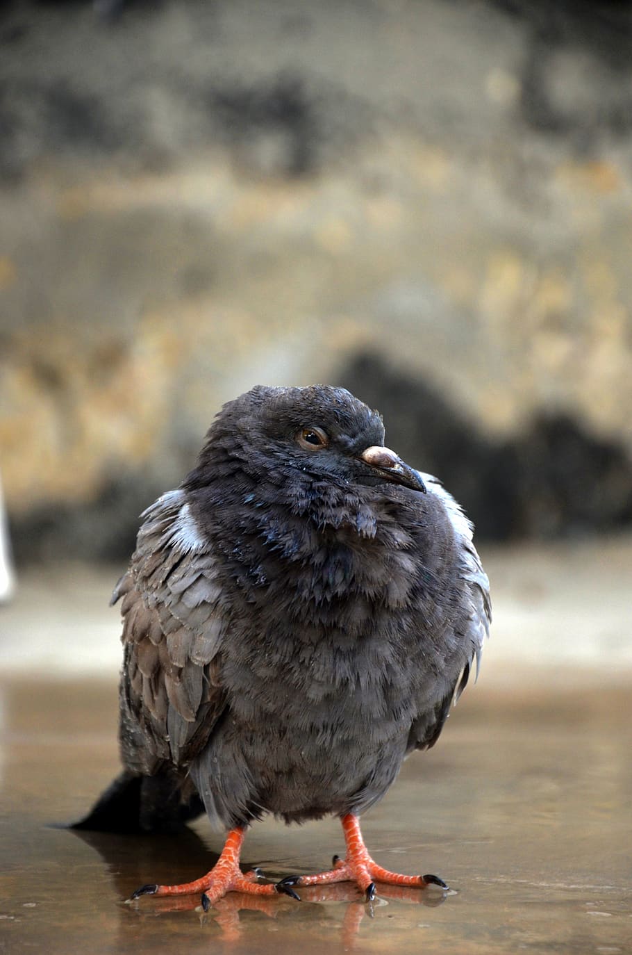 #pigeon, #closeup, #rainy, bird, vertebrate, one animal, focus on foreground HD wallpaper