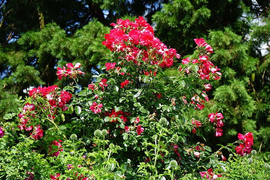 Red Flowers, beautiful, bloom, blooming, blossom, blur, botanical HD wallpaper