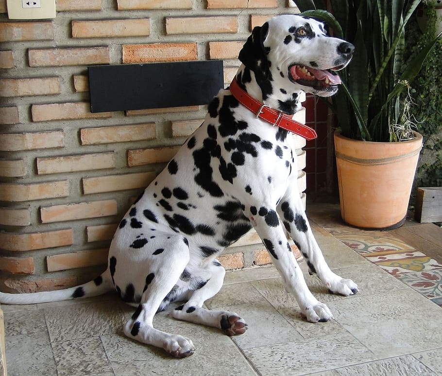 a dog of a white, short-haired breed with dark spots.rnLarge, powerful dogs are frequently targeted, including Akitas, chow chows, Dalmatians , Dobermans, German Shepherds, Great Danes, pit bulls, Rottweilers as well as mixes of these breeds.rn