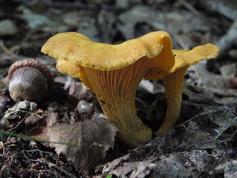 mohawk, cantharel, mushroom, agaric, nature, autumn, fungus HD wallpaper
