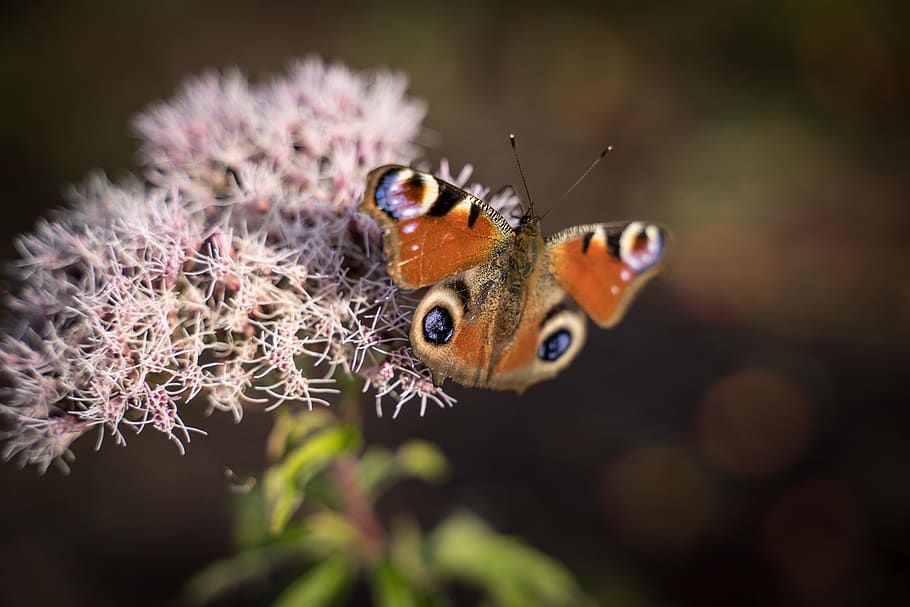 butterfly, close up, peacock, insect, macro, tender, brown HD wallpaper