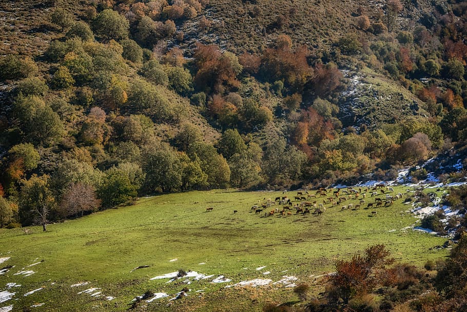 autumn, prado, flock, cows, colorful, lugros, granada, plant HD wallpaper