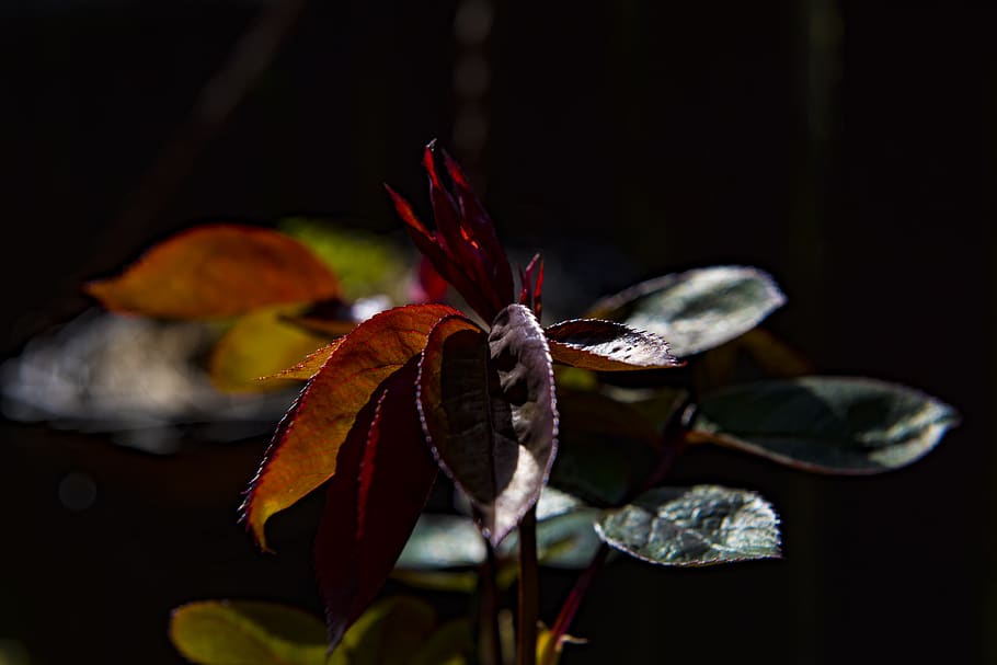 day, warm, light, sun, leafe, red, rose, spring, garden, flower HD wallpaper