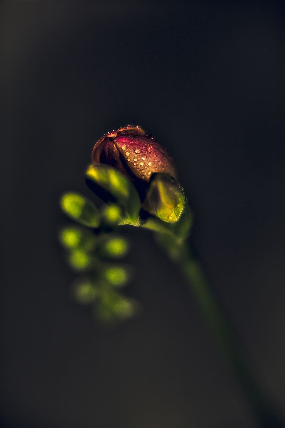 drip, dew, water, nature, rain, drop of water, dewdrop, raindrop HD wallpaper