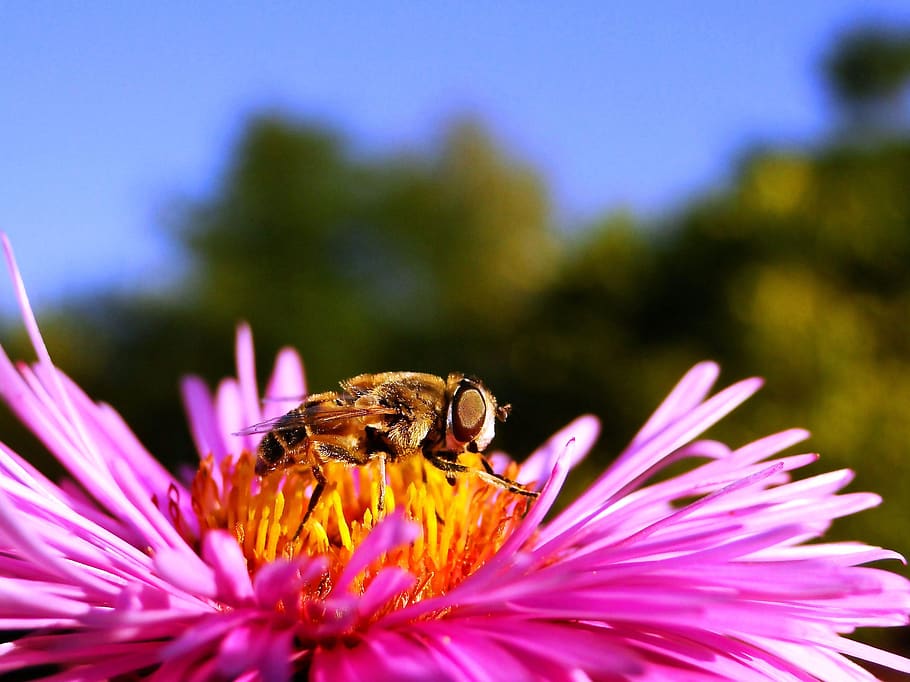 flower, flowering plant, beauty in nature, petal, freshness HD wallpaper