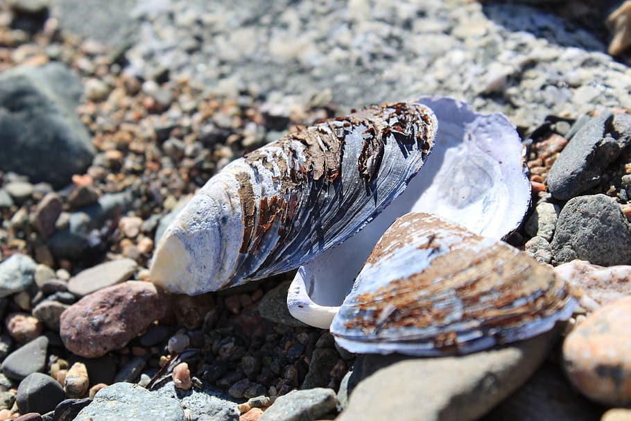 shell, sea, stand, ocean, animal, summer, coast, nature, marines HD wallpaper