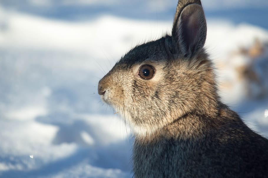 rabbit, snow, winter, nature, fur, hare, bunny, animal, animal themes HD wallpaper