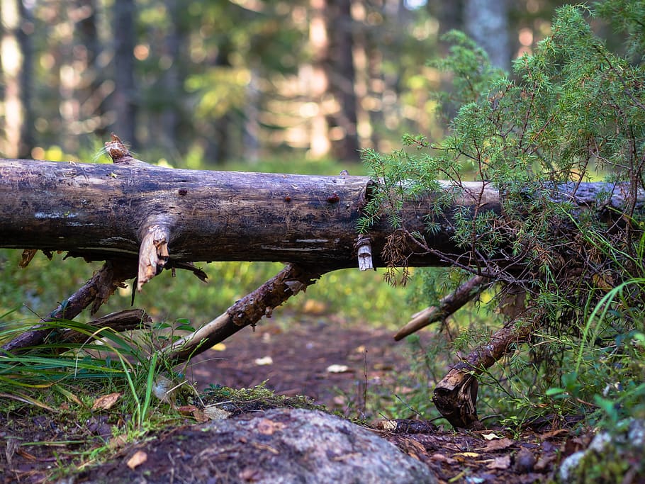 finland, tree, wlking, path, fallen tree, nature, autumn, forest, HD wallpaper