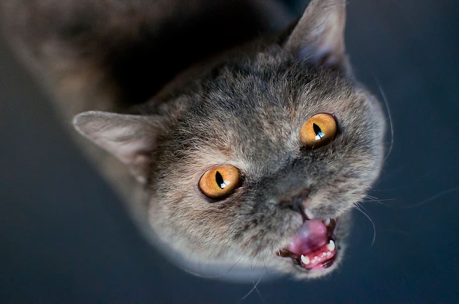 cat, british shorthair, meow, animal, orange, eyes, hunger, HD wallpaper