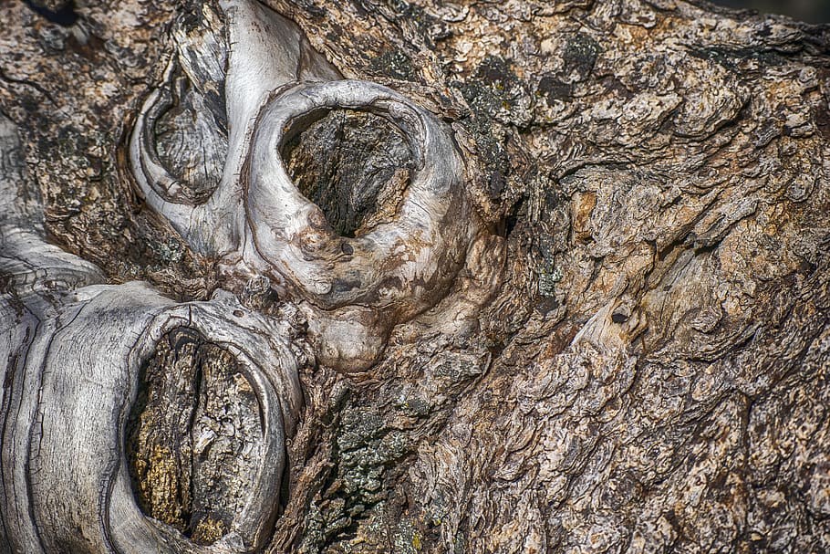 texture, wood, knots, structure, tree, textured, tree trunk HD wallpaper