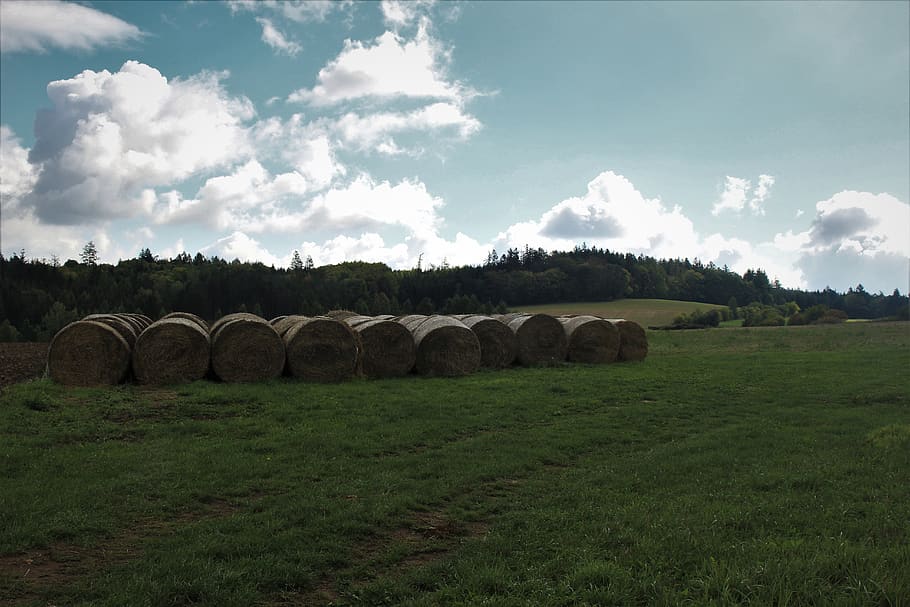 field, hay, bale, land, landscape, agriculture, plant, grass HD wallpaper