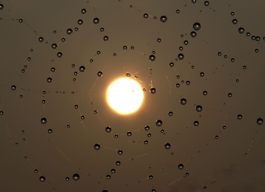 sunrise, spider web, drops, water, dew, caught, in the morning HD wallpaper