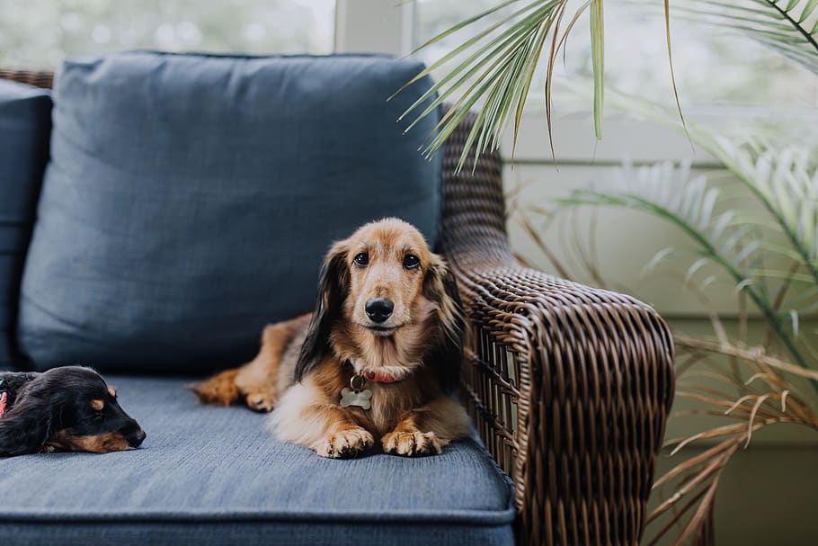 brown dog lying on sofa, mammal, animal themes, canine, pets HD wallpaper