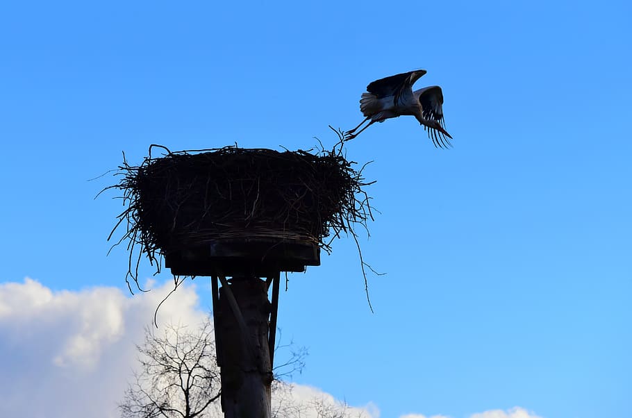 stork, bird, flying, flight, wing, nest, pole, wildlife, symbol HD wallpaper